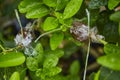 Grafting plant technique on branch in agriculture farm