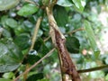 Grafting plant or tree branch in the specific season