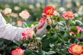 grafting rose varieties in a controlled environment