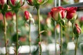 grafting rose varieties in a controlled environment