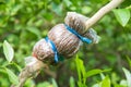 Grafting on tree branch, agricultural in Thailand Royalty Free Stock Photo