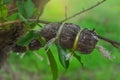 Grafting tree branch bag, grafting is an artificial method of asexual reproduction