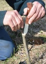 Grafting Trees - How to Graft a Tree. Grafting and budding fruit tree. Royalty Free Stock Photo