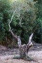 Grafting trees in an old olive garden