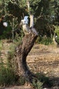 Grafting trees in an old olive garden Royalty Free Stock Photo