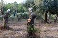 Grafting trees in an old olive garden Royalty Free Stock Photo