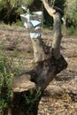 Grafting trees in an old olive garden Royalty Free Stock Photo