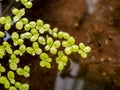 Grail of aquatic plants , duckweed on the water