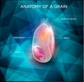 Grain anatomy background