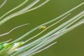 Grain aphids Sitobion avenae green Royalty Free Stock Photo