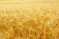 Grain background. Royalty Free Stock Photo