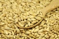 Grain barley malt in a wooden spoon