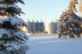Grain bins behind the spruce trees in snow in the agricultural farm Royalty Free Stock Photo