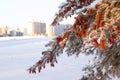 Grain bins behind the spruce trees in snow in the agricultural farm Royalty Free Stock Photo