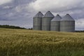 Grain bins in wheat field Royalty Free Stock Photo