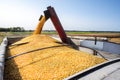 Grain cart dumping corn into semitruck in corn field during harvest