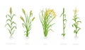 Grain cereal agricultural crops. Sorghum rye, rice maize and wheat plant. Vector illustration. Secale cereale. Agriculture