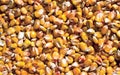 Grain corn harvest Royalty Free Stock Photo
