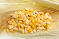 Grain of corn on silk