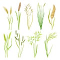 Grain Crop and Cereal as Cultivated Grass with Caryopsis Vector Set Royalty Free Stock Photo