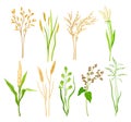 Grain Crop and Cereal as Cultivated Grass with Caryopsis Vector Set Royalty Free Stock Photo