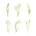 Grain Crop or Cereal Species as Cultivated Grass on Stalk with Inflorescences Vector Set Royalty Free Stock Photo