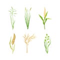 Grain Crop or Cereal Species as Cultivated Grass on Stalk with Inflorescences Vector Set Royalty Free Stock Photo