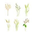 Grain Crop or Cereal Species as Cultivated Grass on Stalk with Inflorescences Vector Set Royalty Free Stock Photo