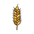 Grain crop doodle icon. Stylized emblem of barley, wheat. Vertical ear of plant for packaging design. Color illustration for Royalty Free Stock Photo