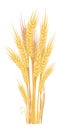 Grain crops bouquet. Harvest symbol. Cartoon ears