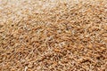 Grain detail, pile of paddy for background.