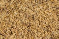 Grain detail, pile of paddy for background.