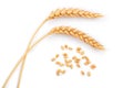 Grain and ears of wheat isolated on white background. Top view Royalty Free Stock Photo