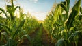 grain feed corn Royalty Free Stock Photo