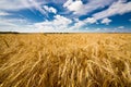 Grain field