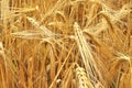 Grain field Royalty Free Stock Photo