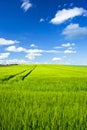 grain field Royalty Free Stock Photo