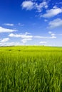 grain field Royalty Free Stock Photo