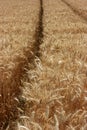 Grain field