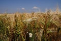Grain field with daisy