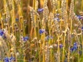 Grain field details with spelt, cornflowers and spider silk. Bokeh