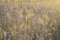 Grain field focused on one grain in sunlight