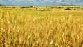 Grain field Royalty Free Stock Photo