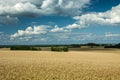 Grain field, green trees and white clouds on blue sky Royalty Free Stock Photo