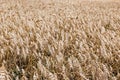 Grain field Royalty Free Stock Photo
