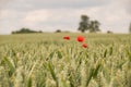 Grain field with lone red poppy flower Royalty Free Stock Photo