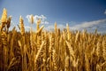 Grain Field