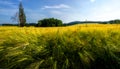 Grain on the field.Ripening barley.Landscape with fields of grain.Poppies in the wheat field.Sunset on field of grain