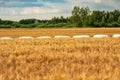 Grain field and silage bales, forest and clouds in the sky Royalty Free Stock Photo