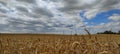 Grain field under a partly cloudy sky Royalty Free Stock Photo